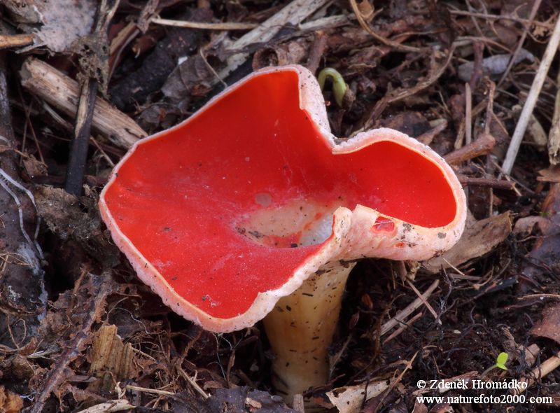 ohnivec rakouský, Sarcoscypha austriaca (Houby, Fungi)